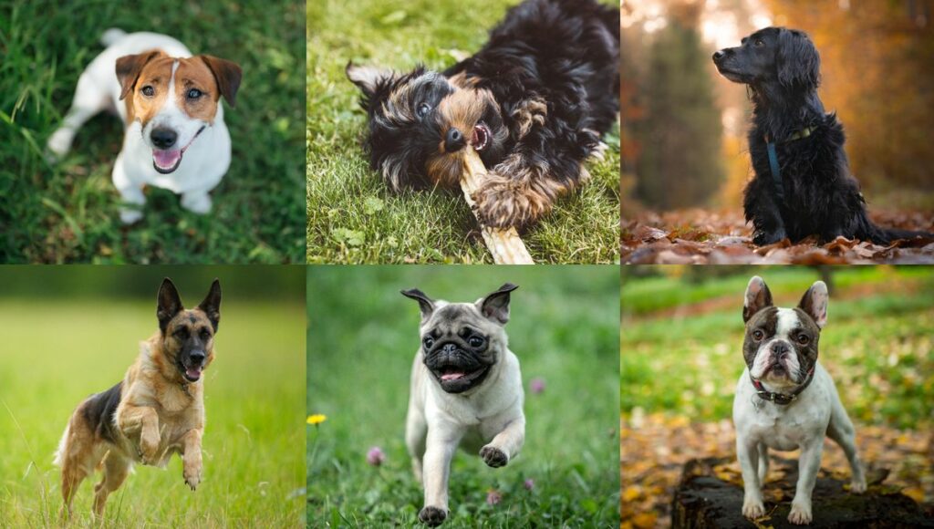 A vast study establishes the life expectancy of dogs according to their breed