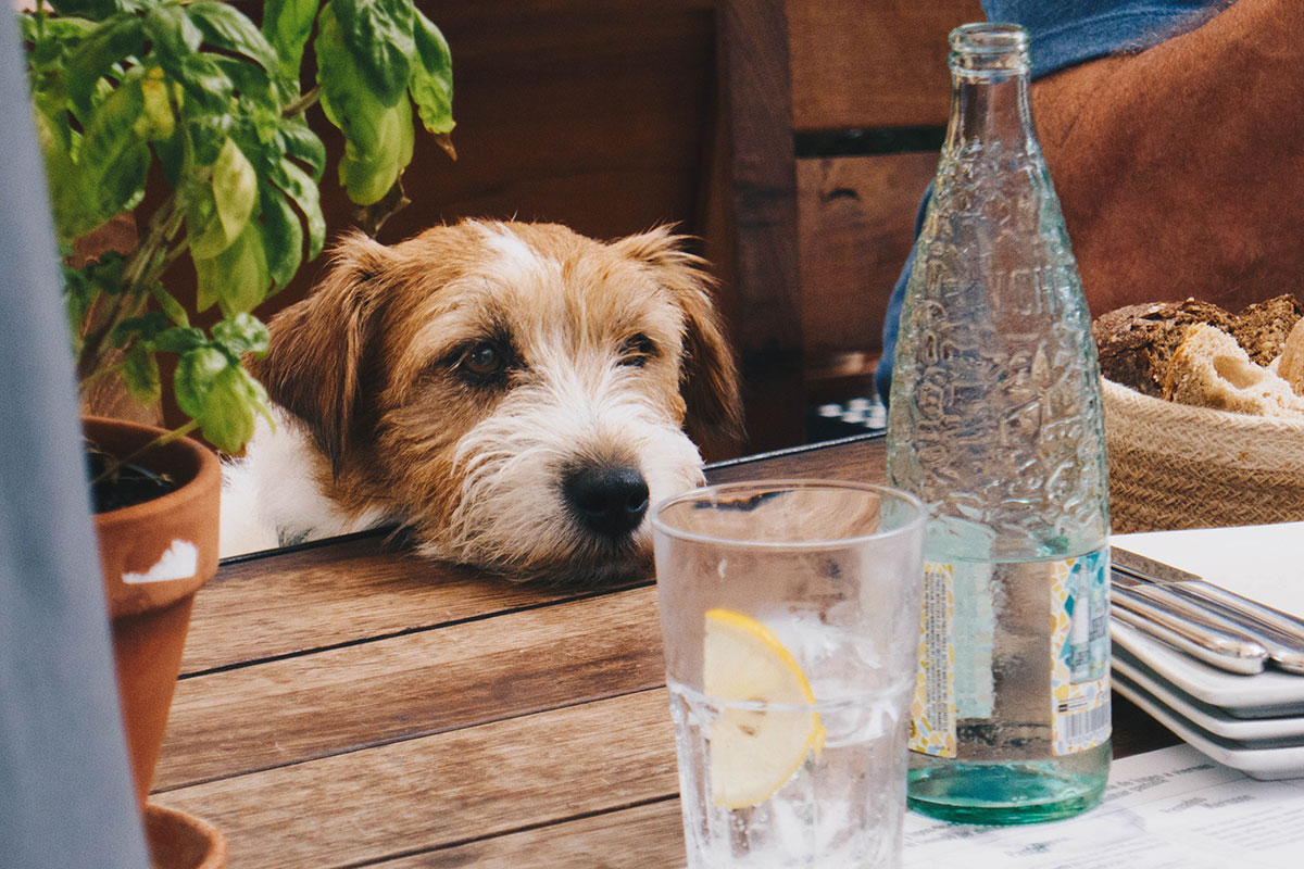 chien qui souffre de la chaleur