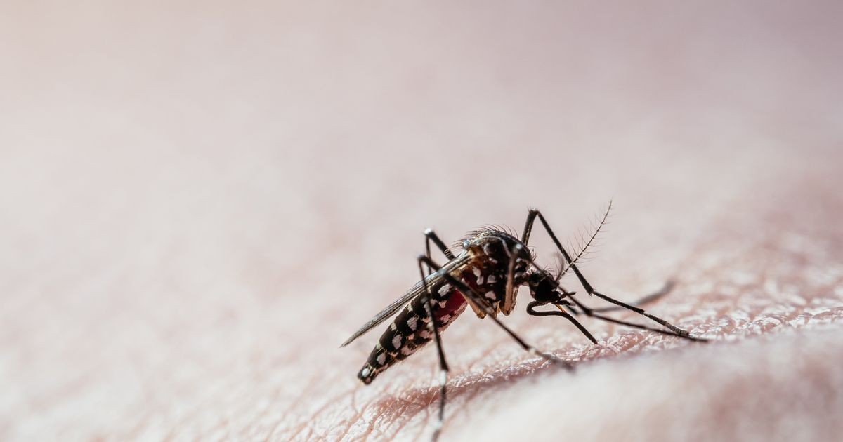 How do mosquitoes spot humans to bite?