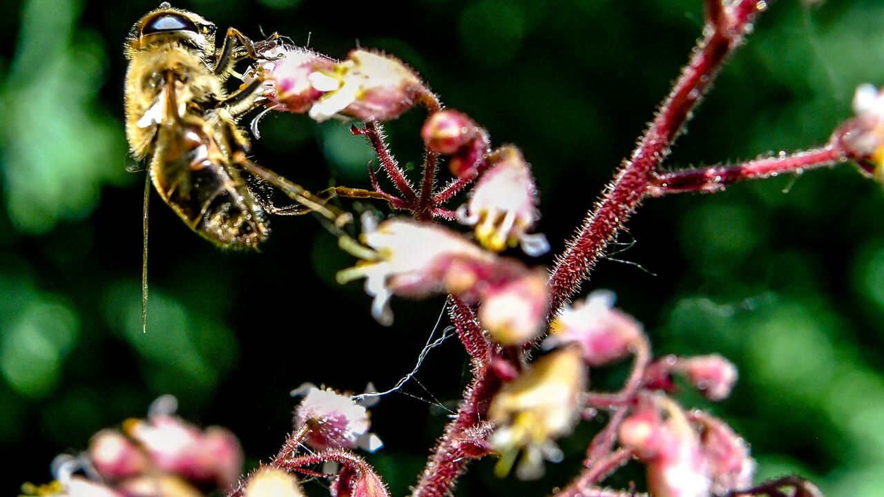 In France, drought also threatens bees and honey harvests