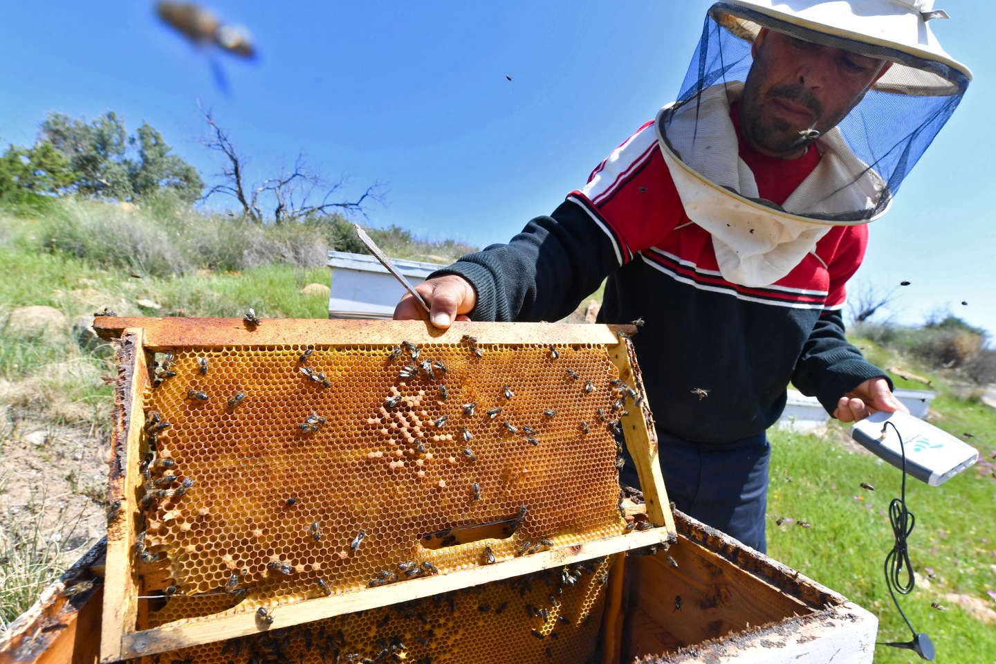 In Tunisia, “smart hives” to save bees and produce more and better