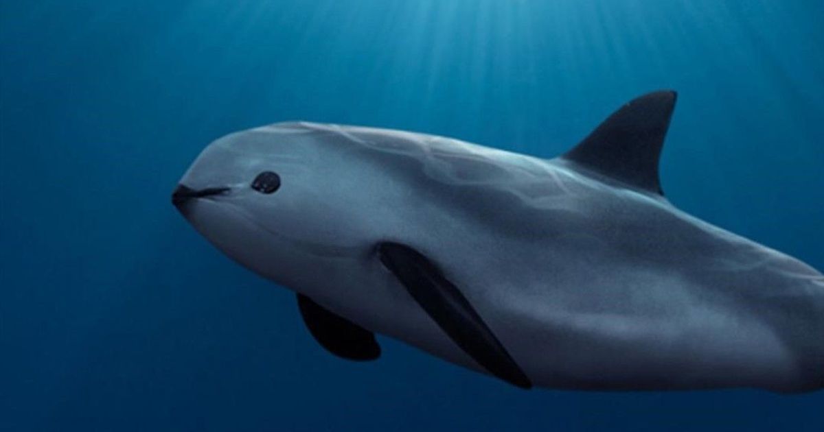 Only 10 Vaquita porpoises remain, but the species can be saved