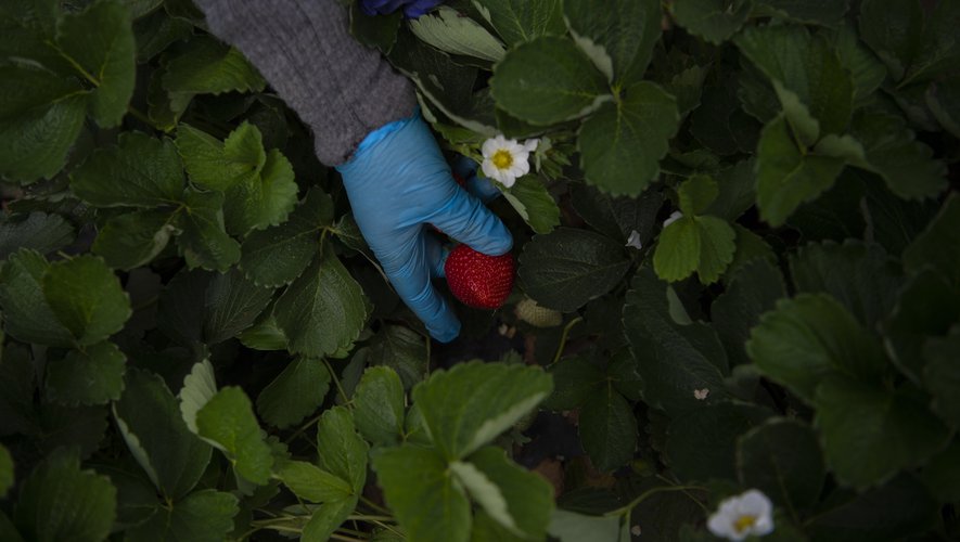 Spanish strawberries: the "red gold" of Andalusia at the heart of an unprecedented discord in Spain