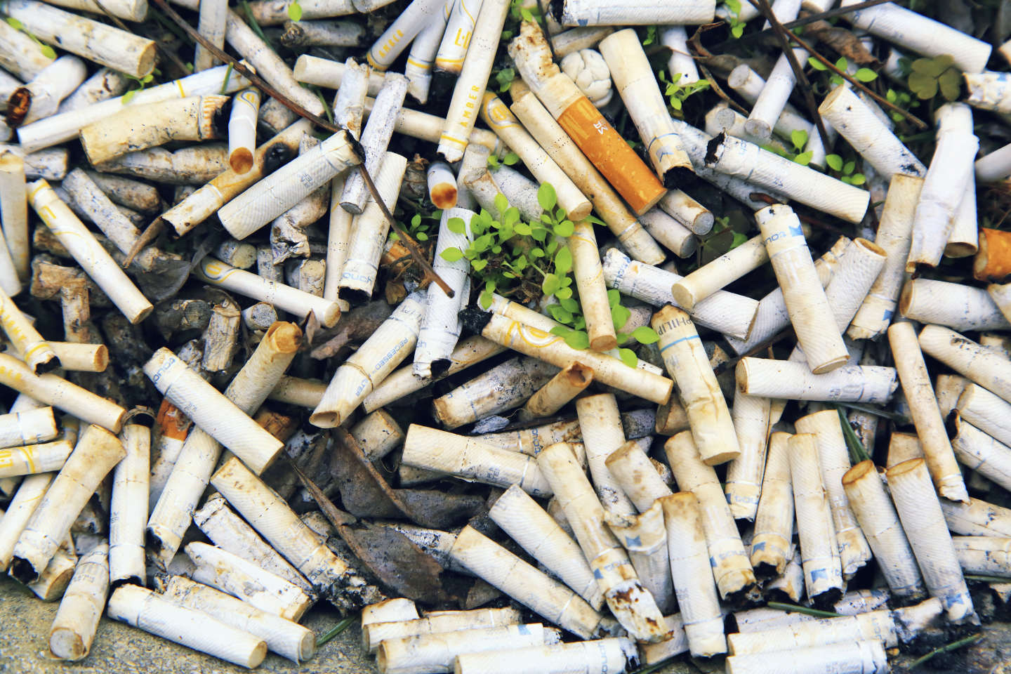 Tobacco industry singled out by WHO for environmental harm