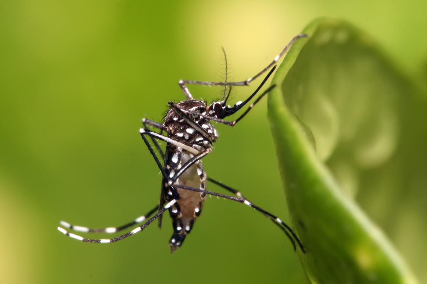 We now know how these mosquitoes track us