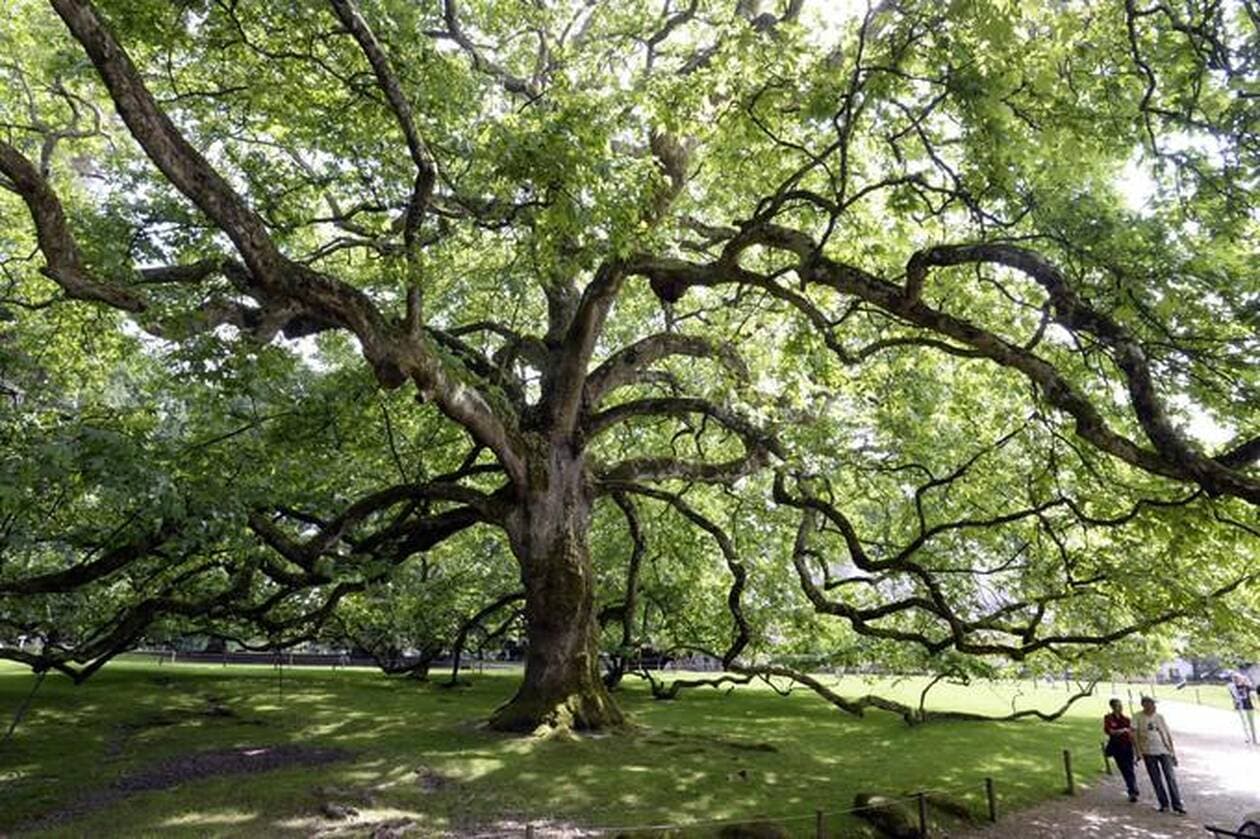 Avec le dérèglement du climat, les arbres pourraient manquer de sève - Edition du soir Ouest-France